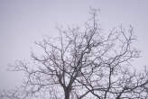 20061129_102752 Alberi spogli.jpg